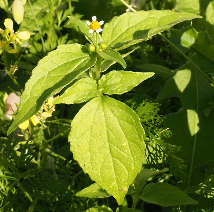 Kleinblütiges Knopfkraut, Galinsoga parviflora